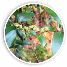Lindera