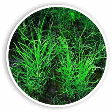 Horsetail